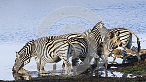 BurchellÃ¢â¬â¢s zebra in the riverbank in Kruger National park photo